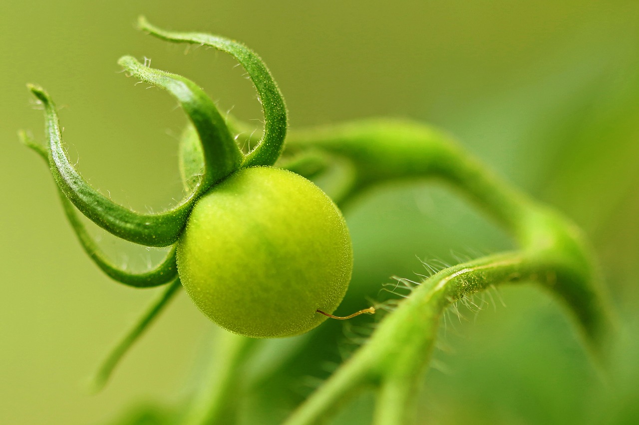 garden vegetables tomato free photo