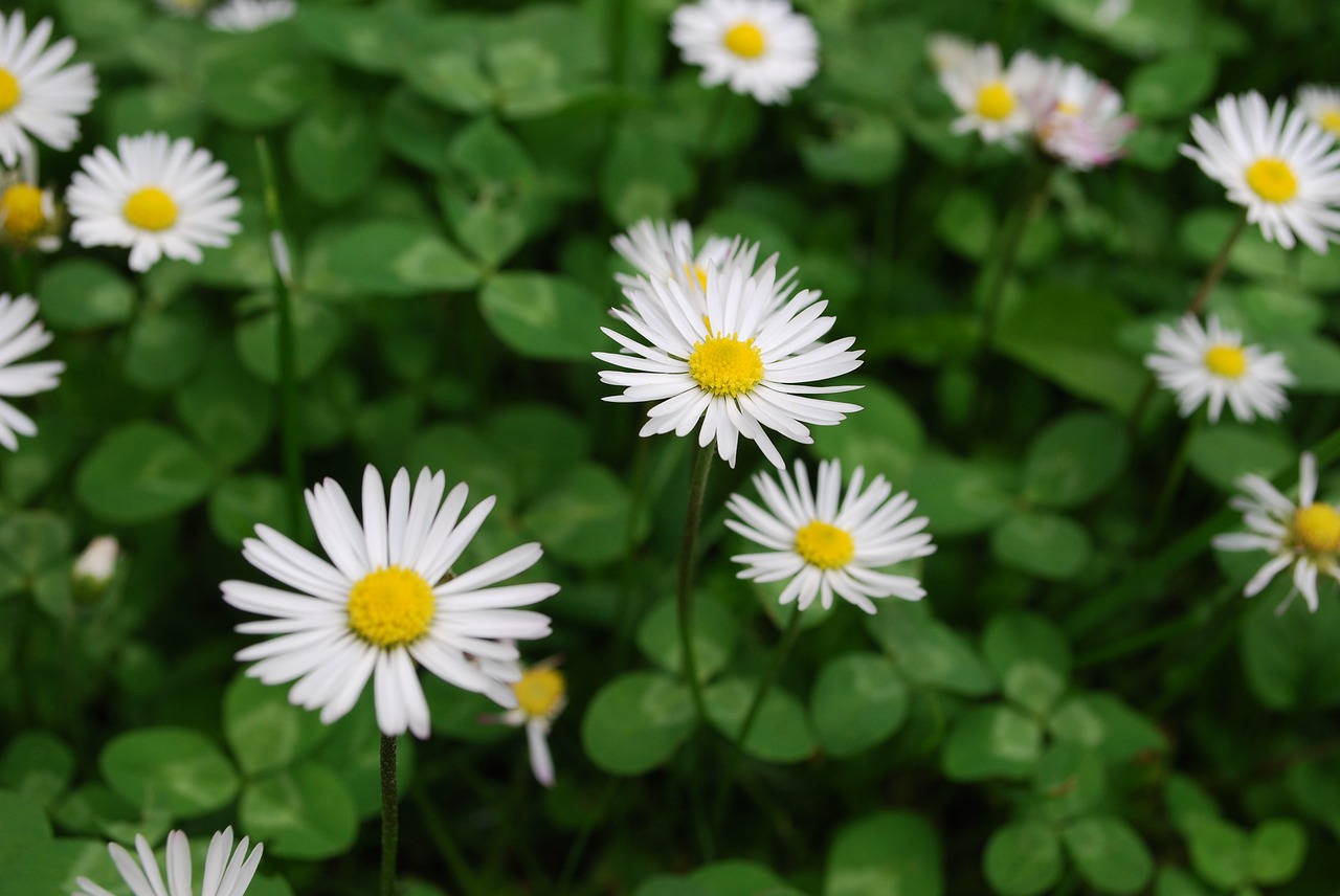 garden daisy plant free photo