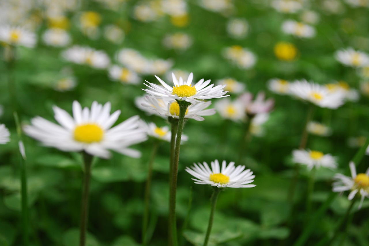 garden daisy plant free photo