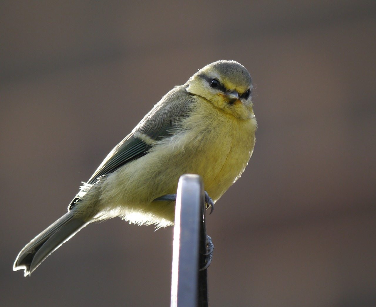 garden wildlife cute free photo