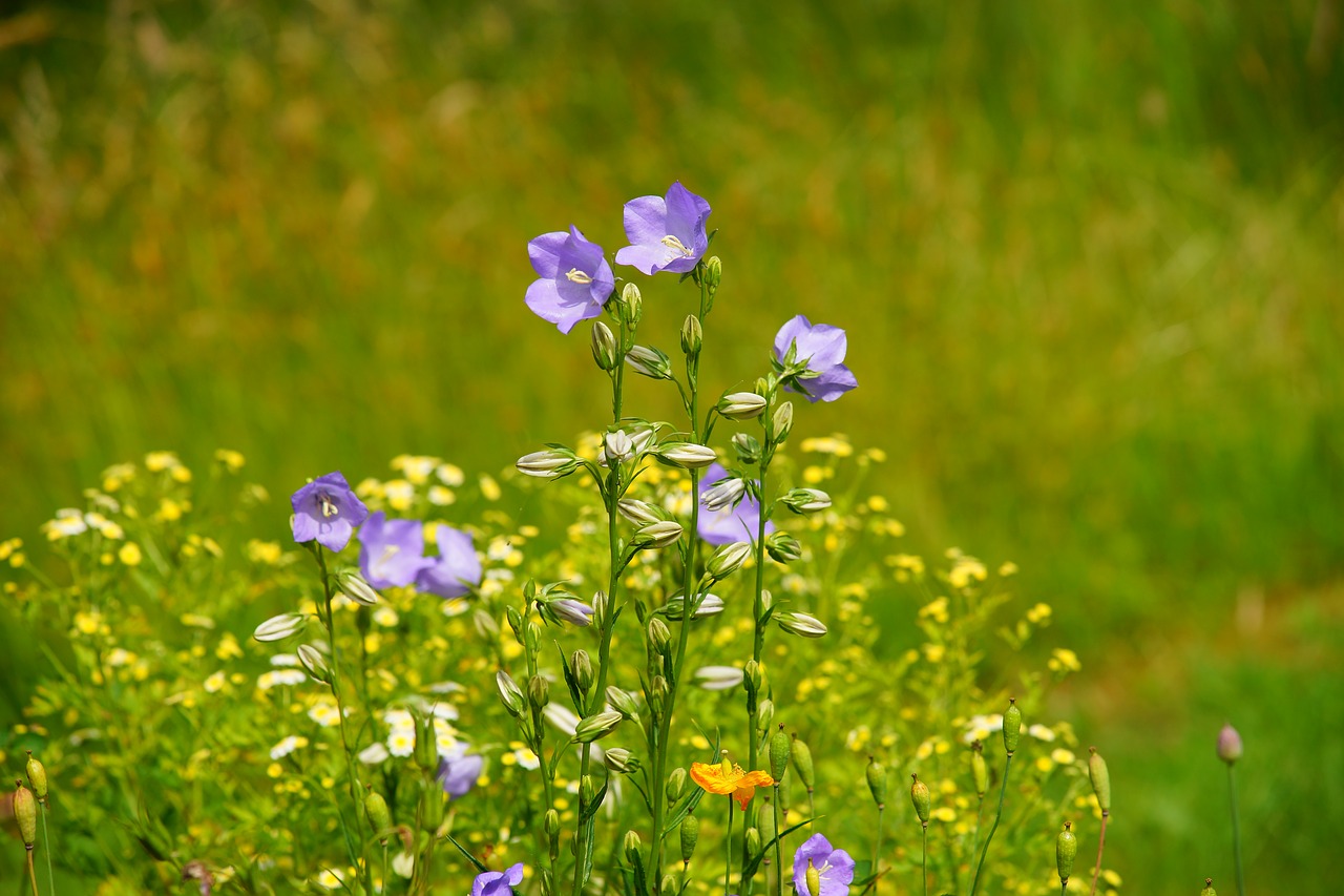 garden flower flowers free photo