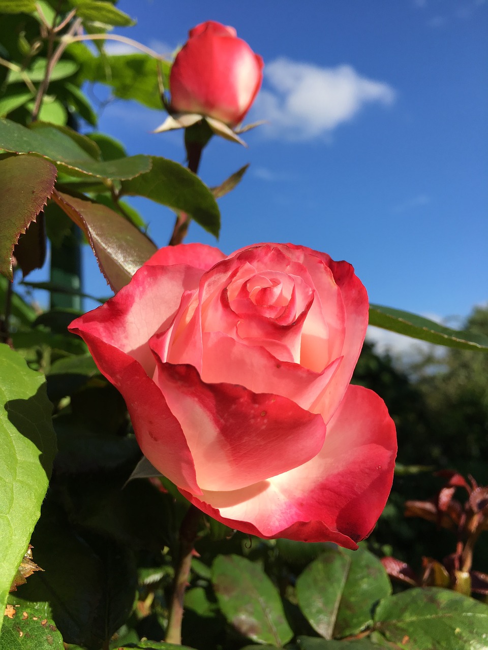 garden roses fragrance free photo