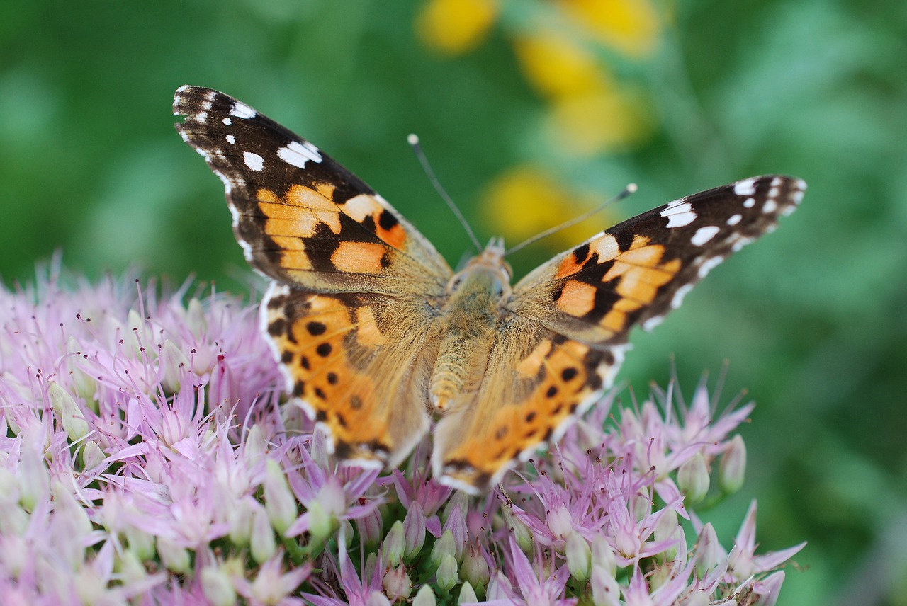 garden butterfly sedum free photo