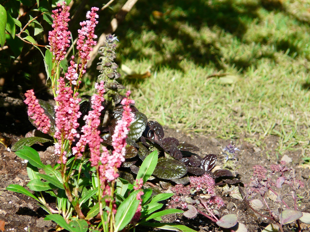 garden nature sunny free photo