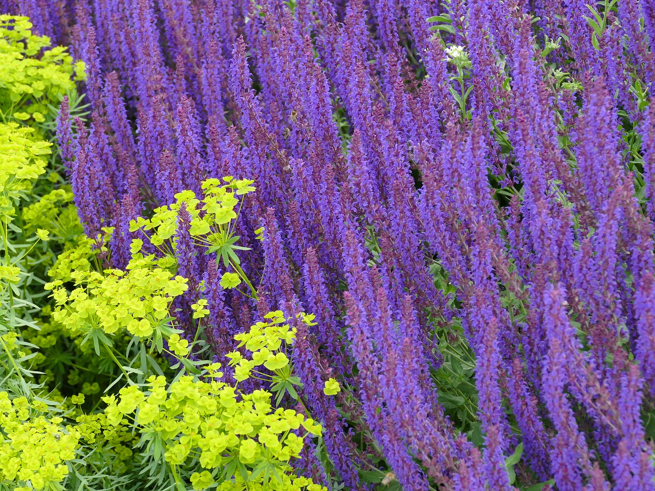 garden flowers purple free photo