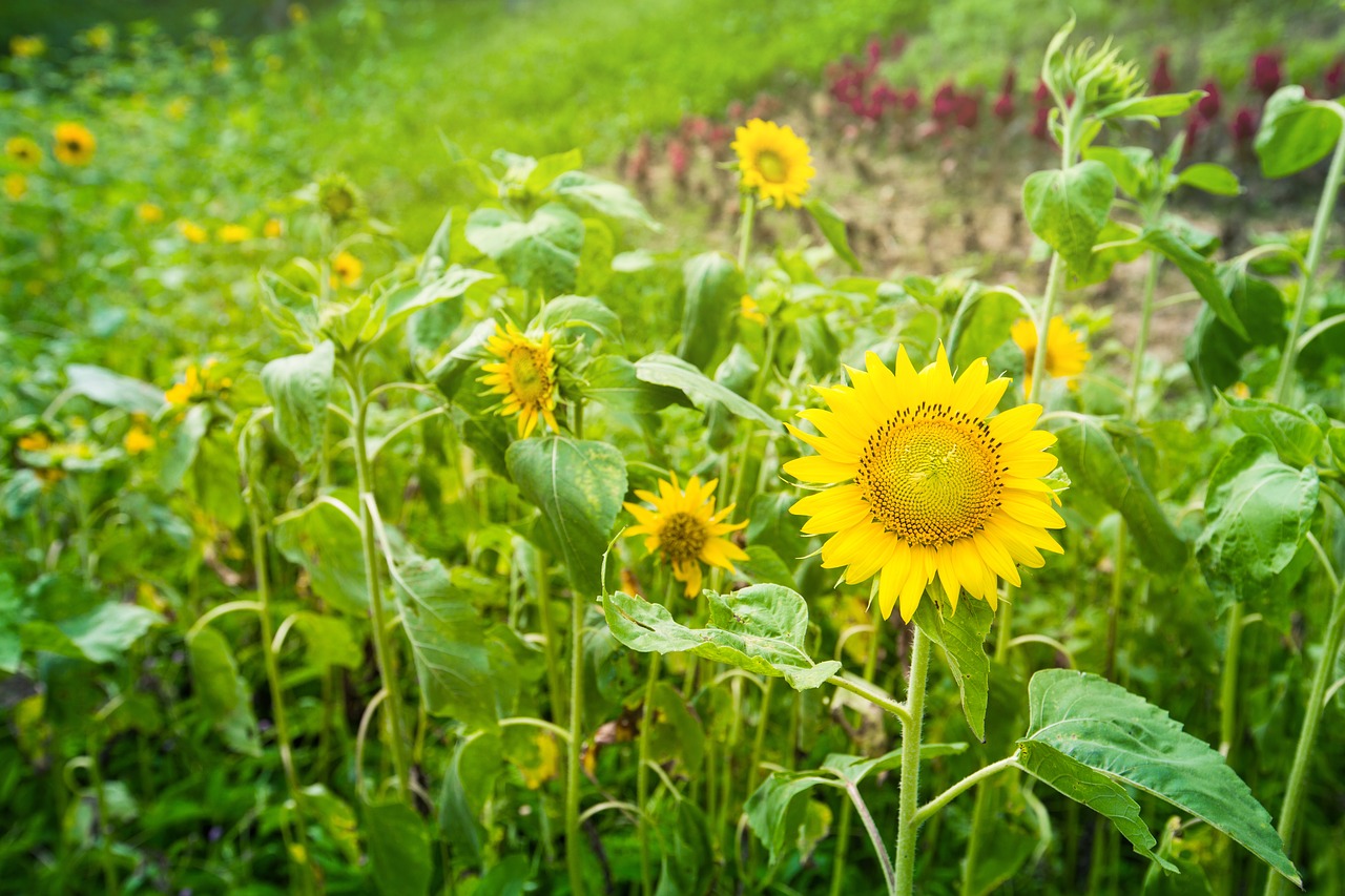 garden sunflower plant free photo