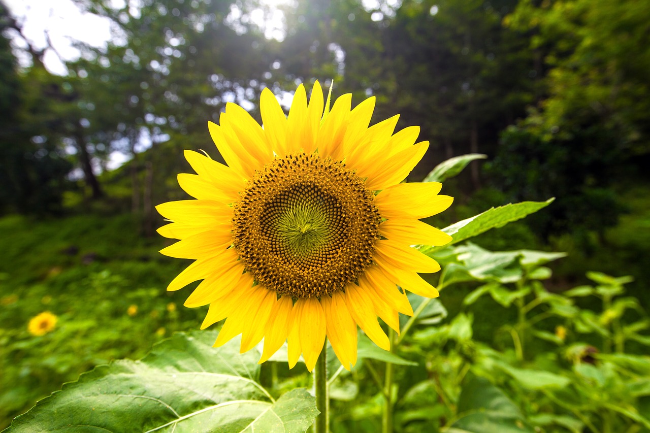 garden sunflower plant free photo