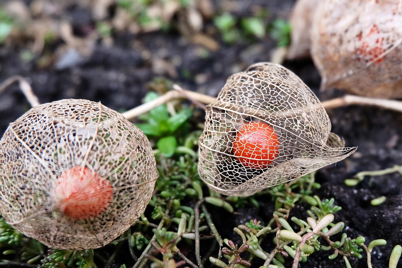 garden physalis orange free photo