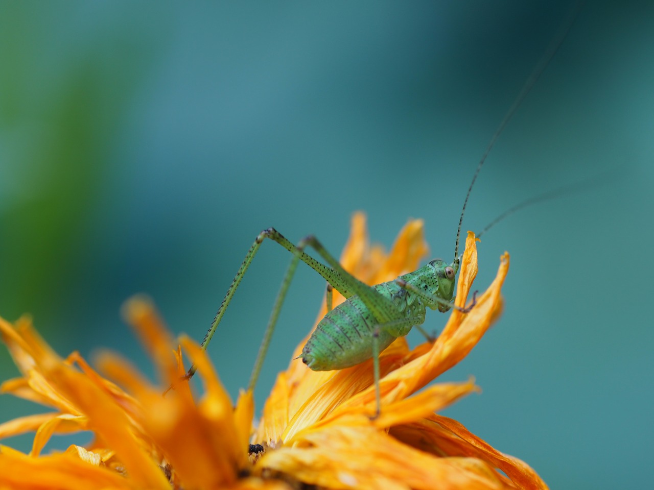 garden grasshopper flowers free photo