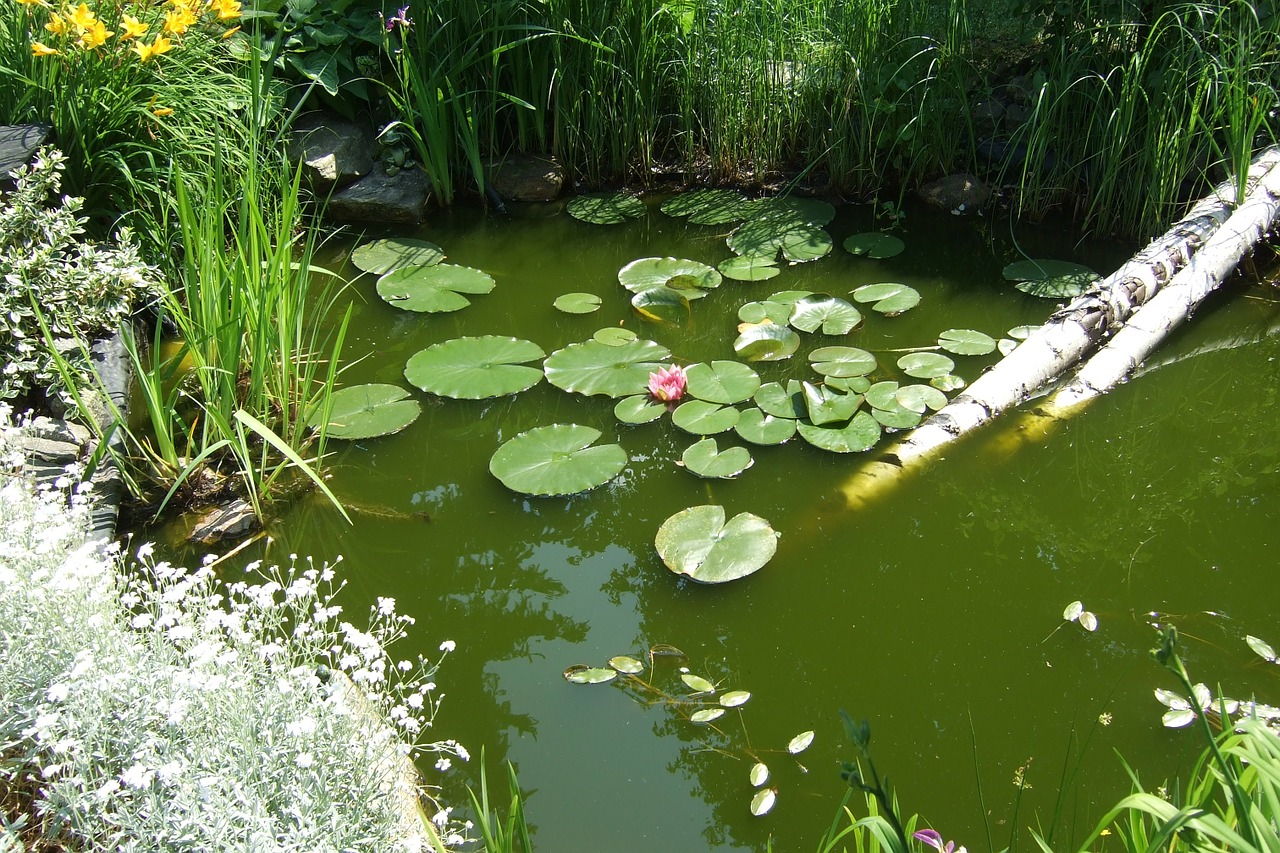 garden garden pond water lily free photo