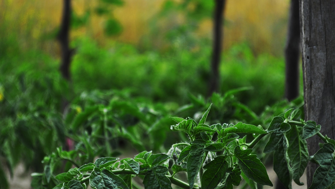 garden vegetables bush free photo