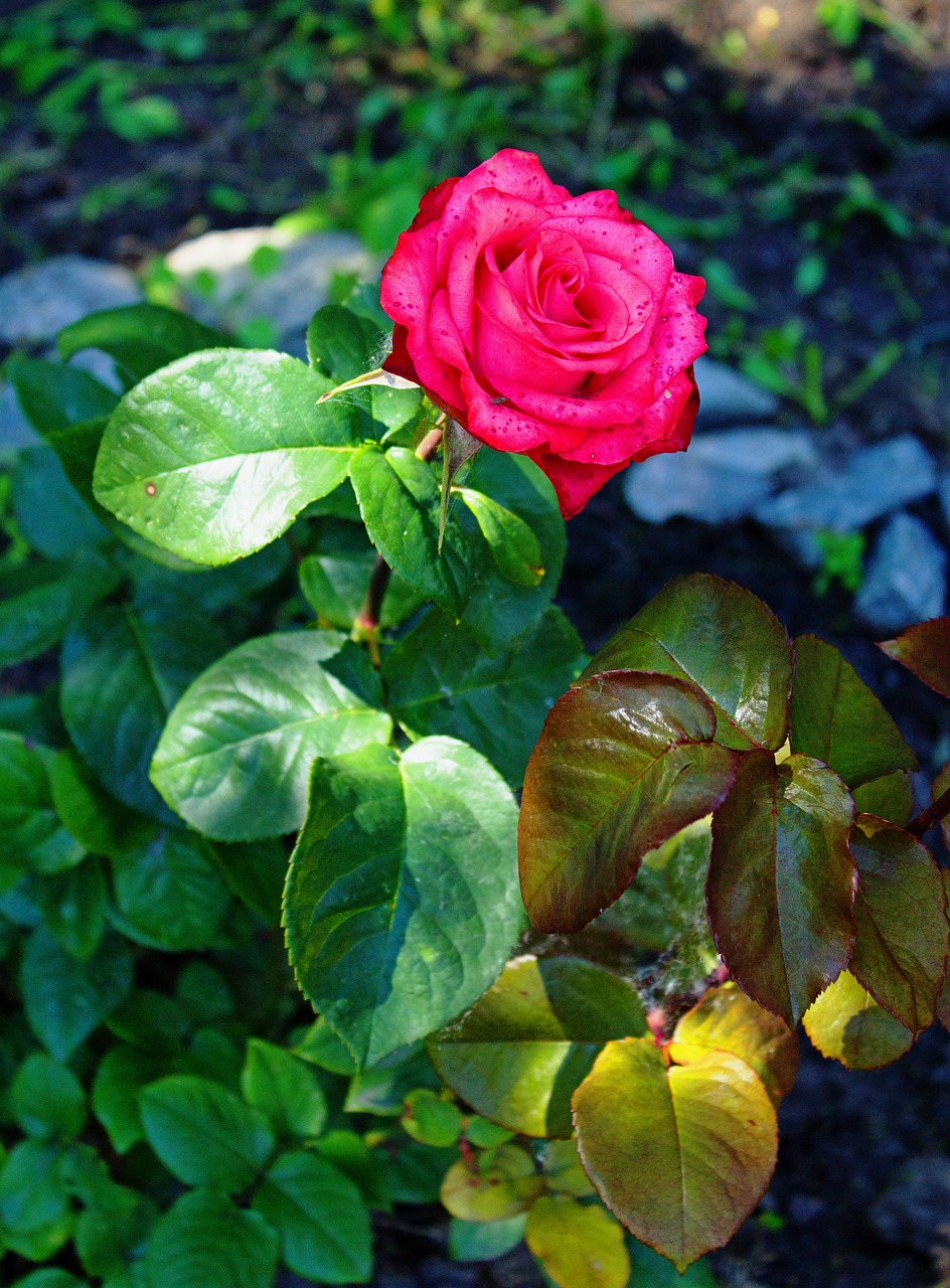 garden leaves rose free photo