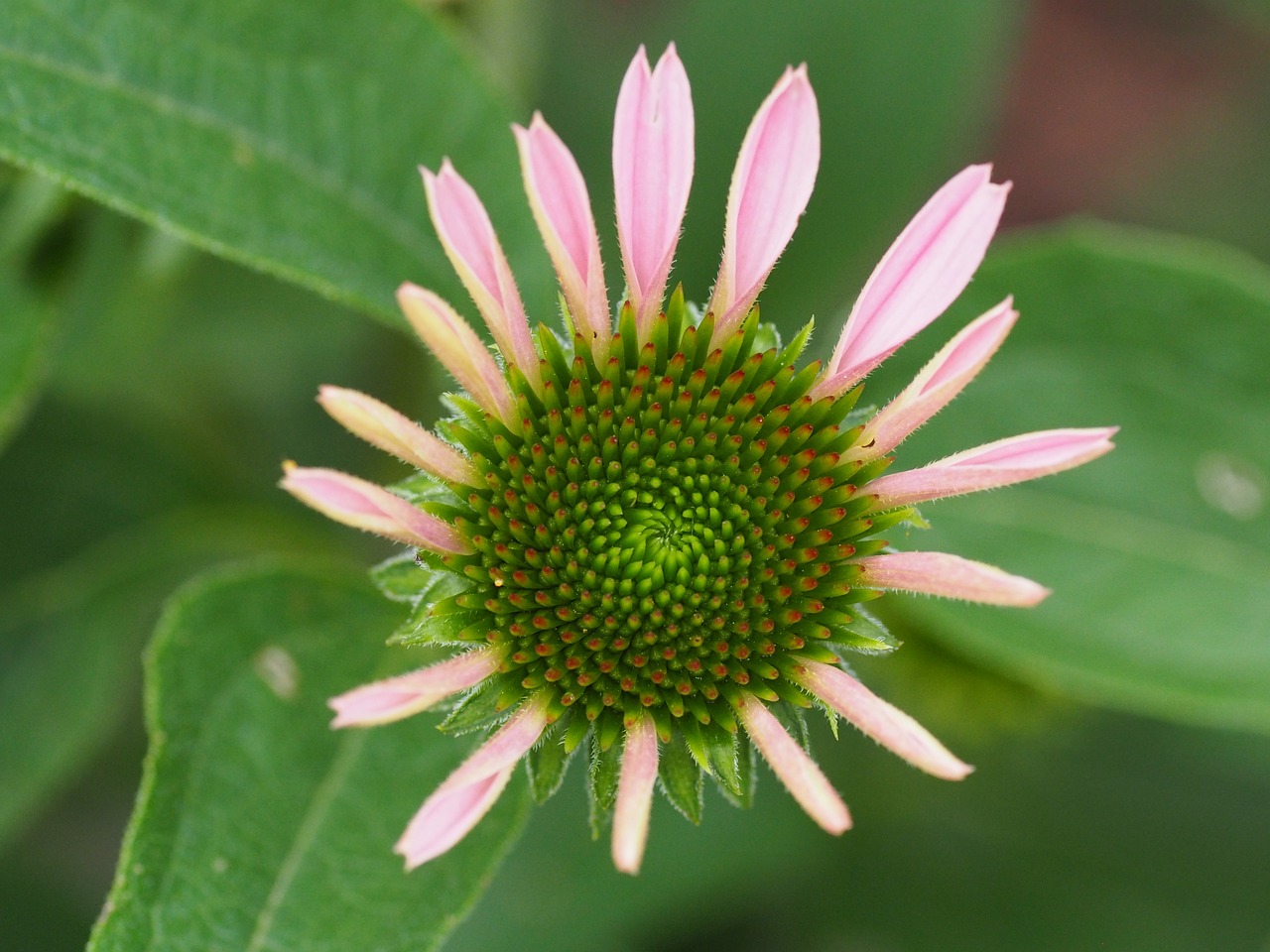 garden flower summer free photo