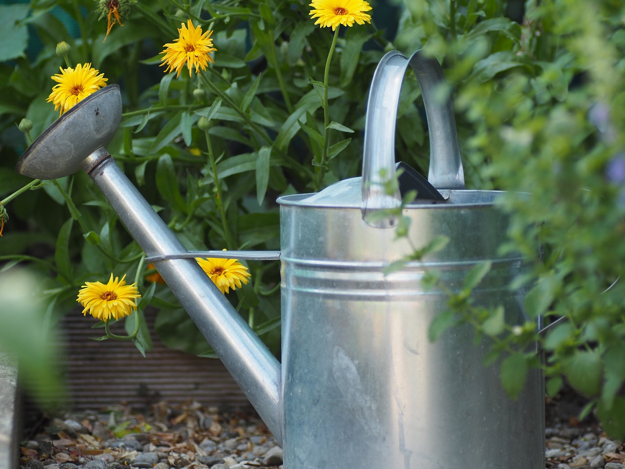 garden watering can nature free photo
