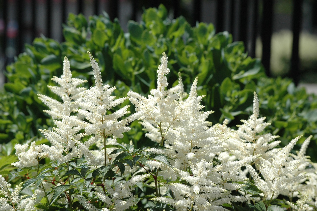 garden gardening flowers free photo