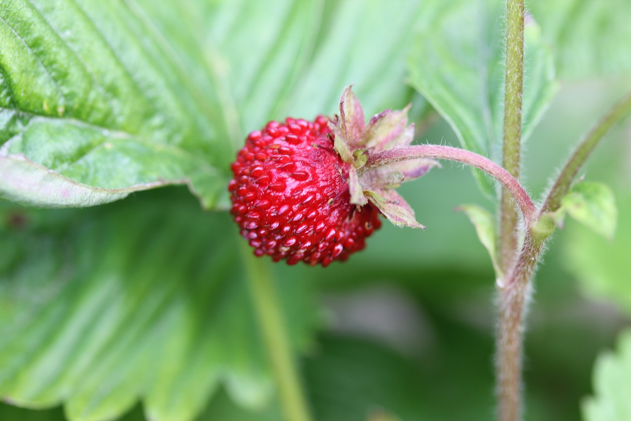garden strawberry fruits free photo