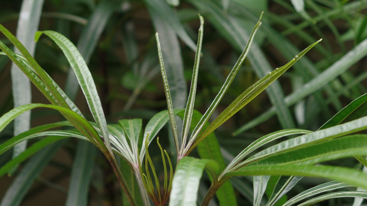 garden green leave green free photo