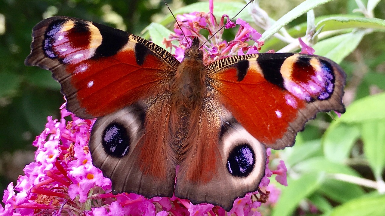 garden peacock butterfly butterfly free photo