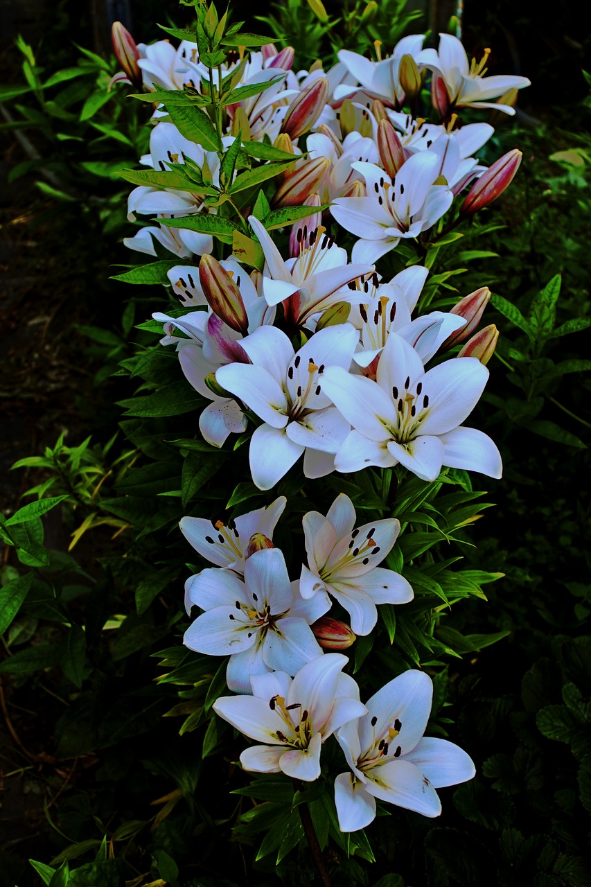 garden summer lily free photo