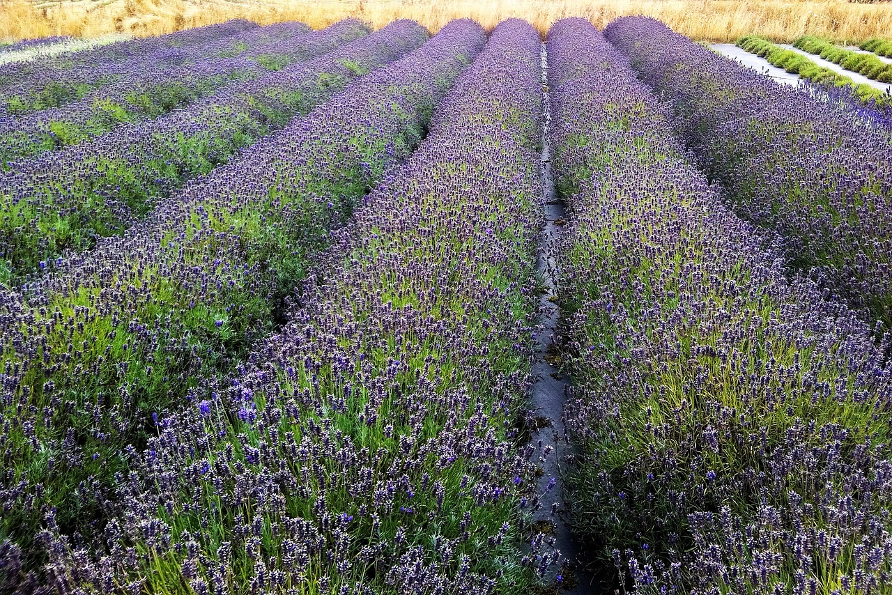 garden lavender field free photo