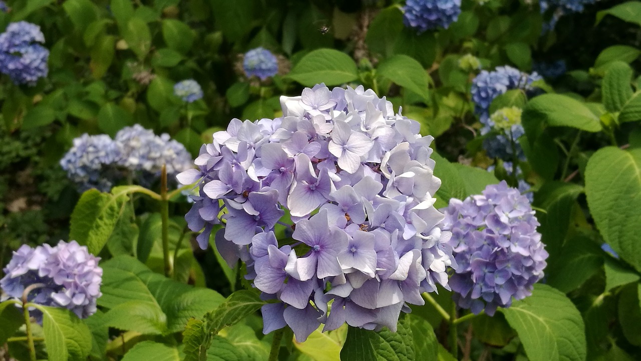 garden blossom bloom free photo