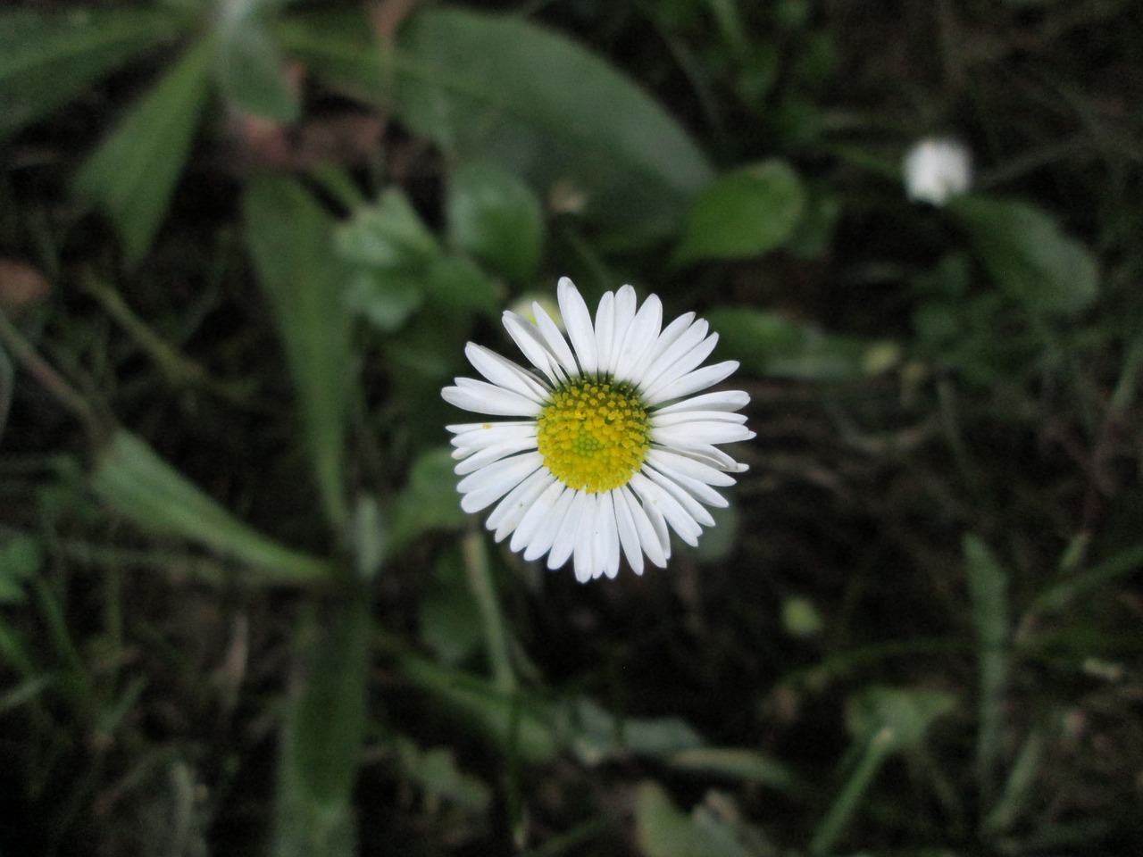 garden bellis green free photo