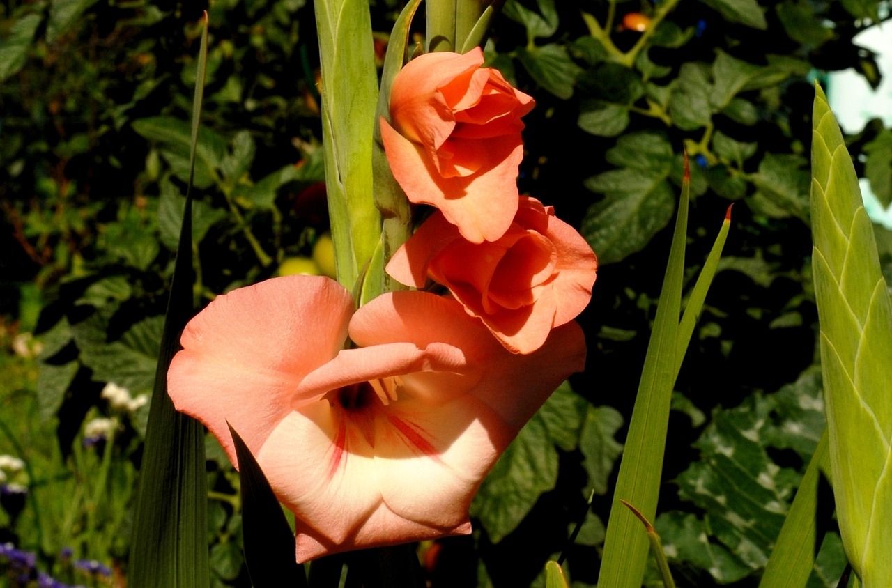 garden plants gladiolus free photo