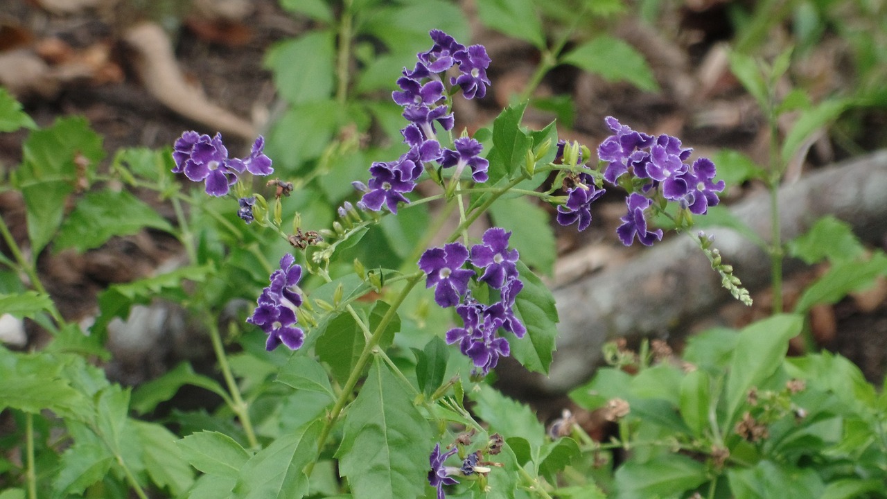 garden purple nature free photo