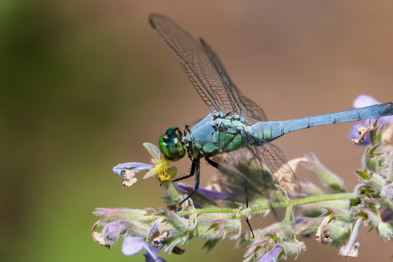 garden insect dragonfly free photo