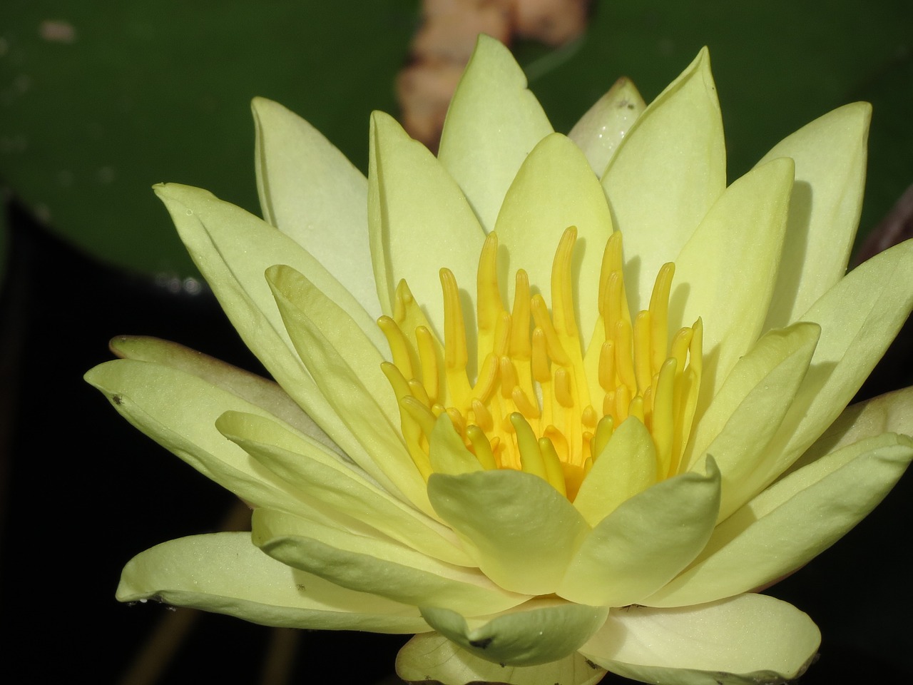 garden pond lily free photo