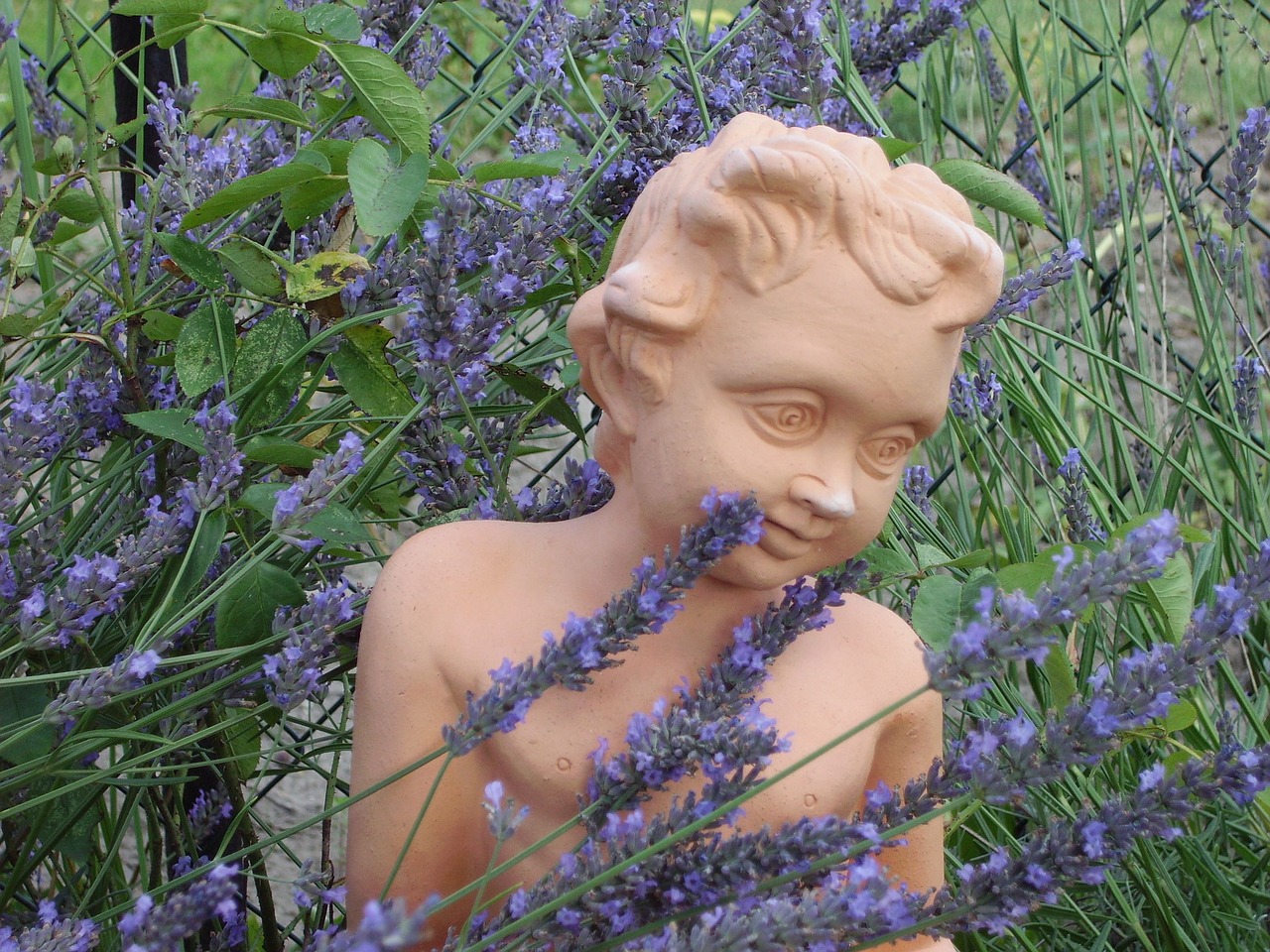 garden lavender cherub free photo