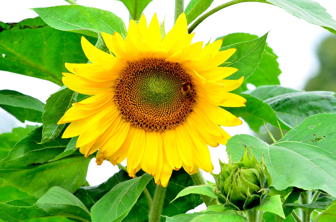 garden sunflower blooming free photo