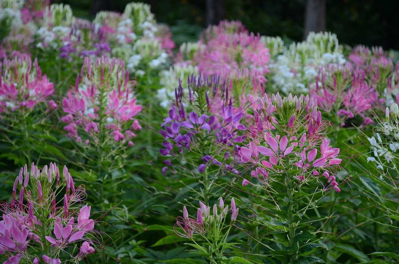 garden flower flowers free photo