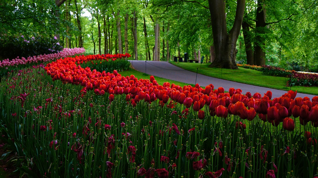 garden netherlands tulips free photo