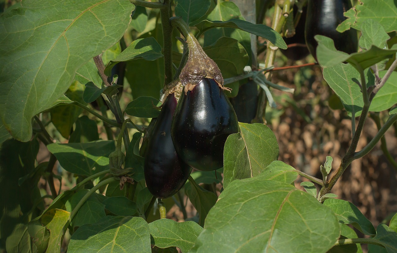 garden eggplant vegetable free photo