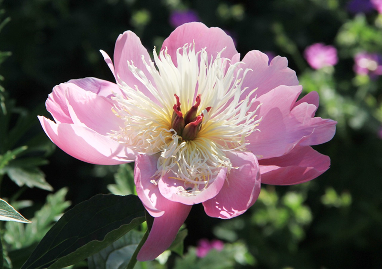 garden flower petals free photo