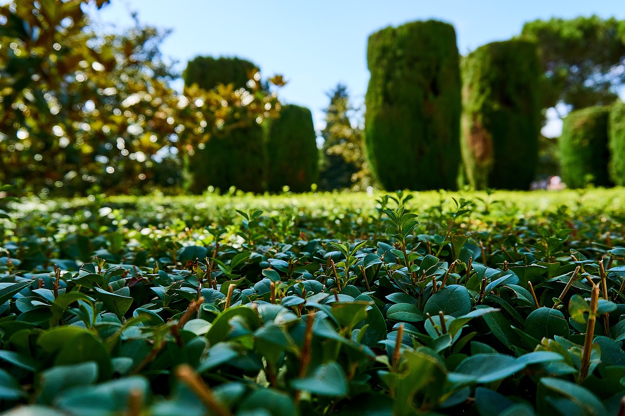 garden green hedge free photo