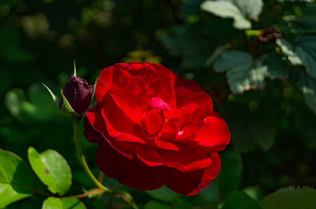 garden flower rose free photo