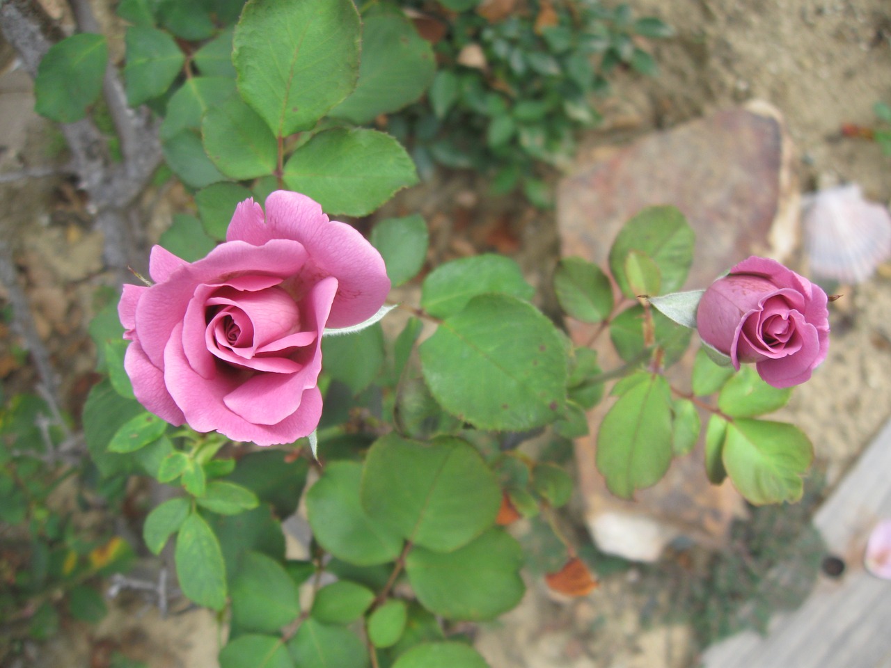 garden roses blossoms free photo