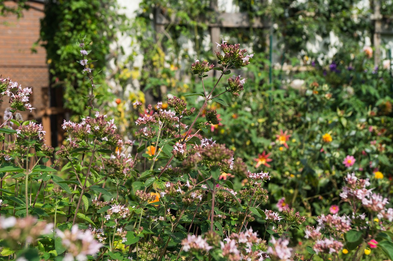 garden flowers sage free photo