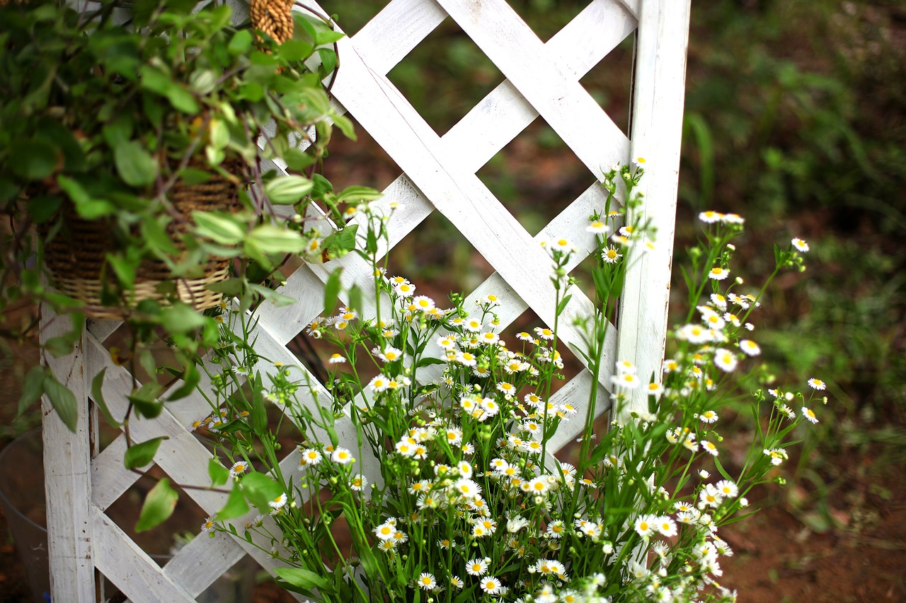 garden abstract nature free photo