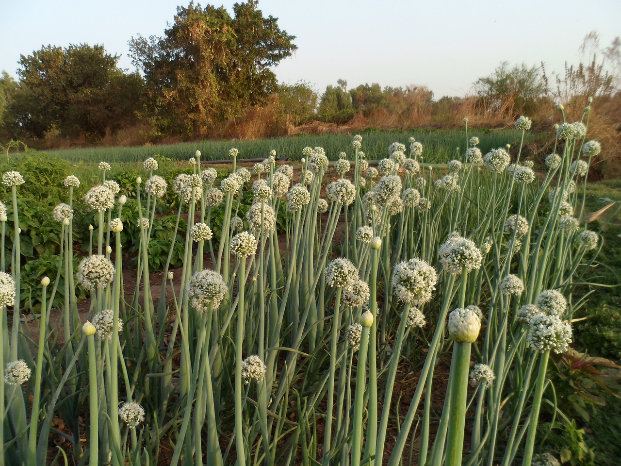 garden onion vegetable free photo