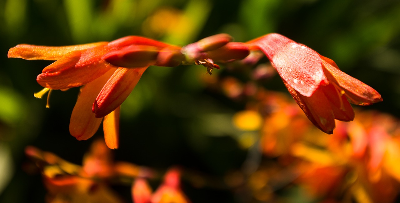 garden crocisma nature free photo