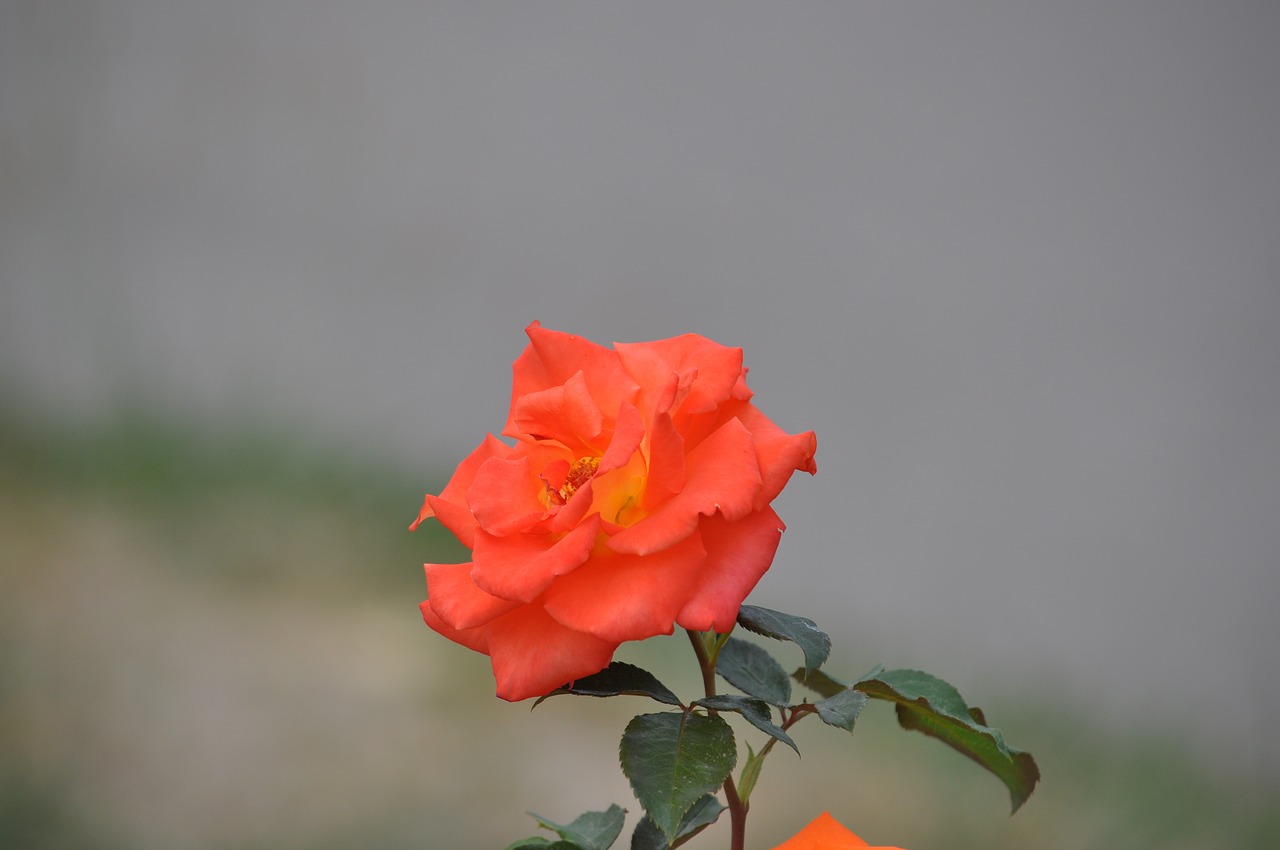 garden rose flower free photo