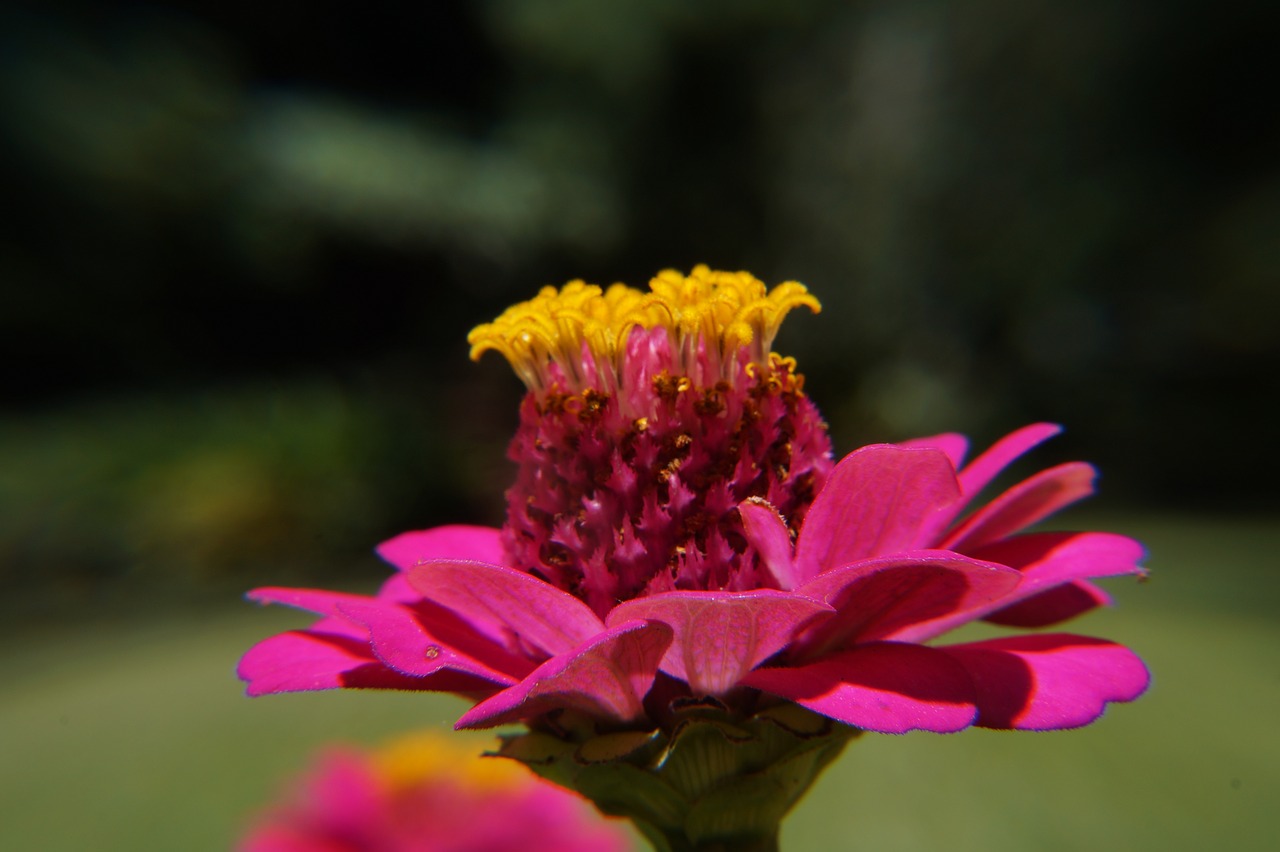 garden botany el salvador free photo