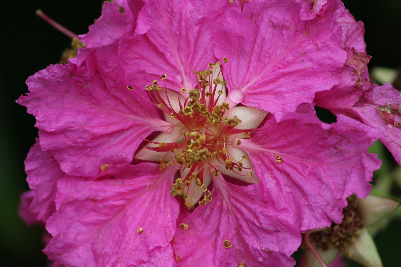 garden flowers pink free photo