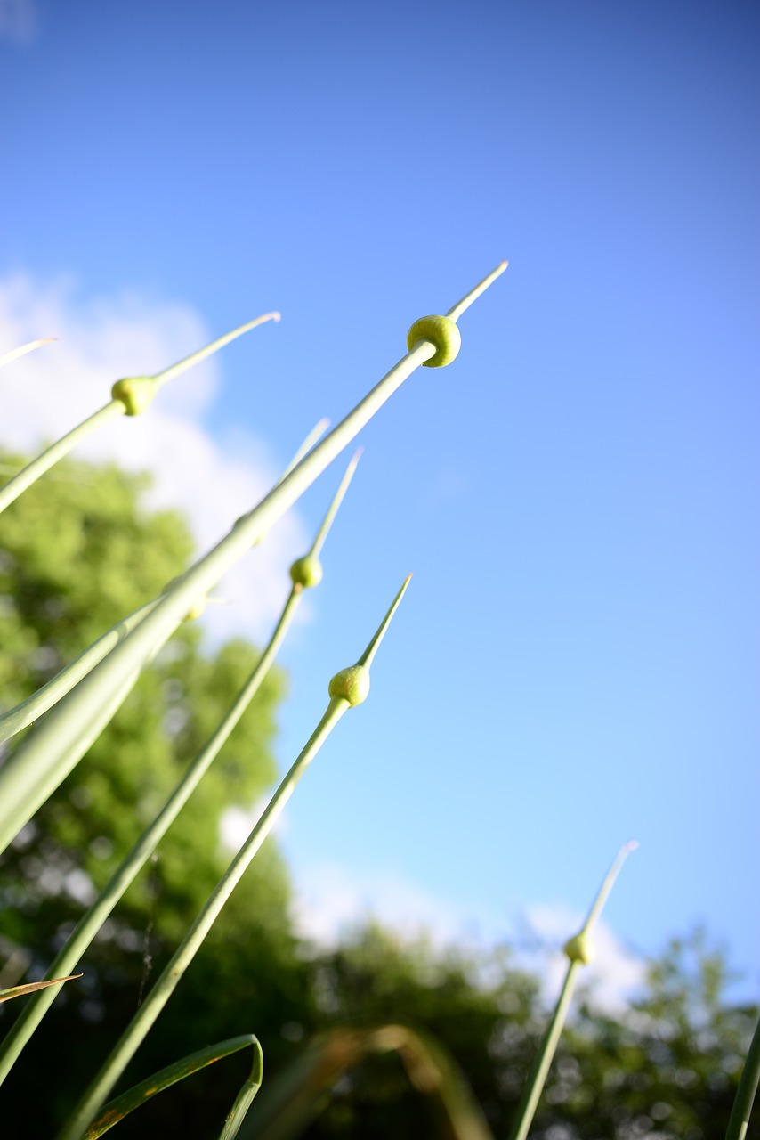 garden summer vegetables free photo