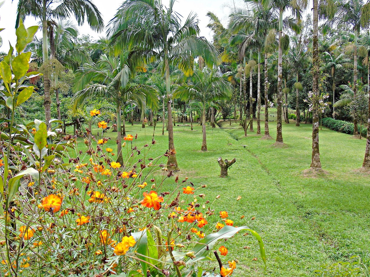 garden flowers backyard free photo