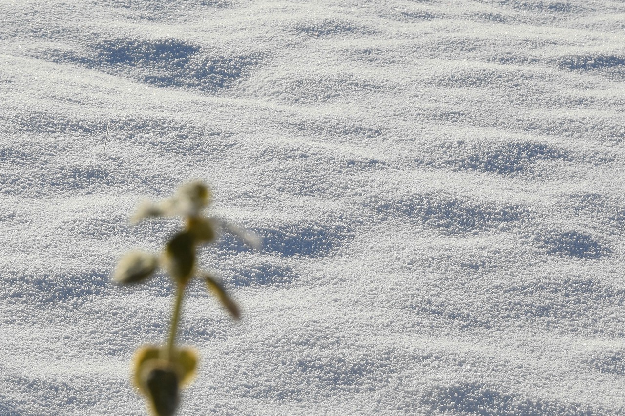 garden plant snow free photo