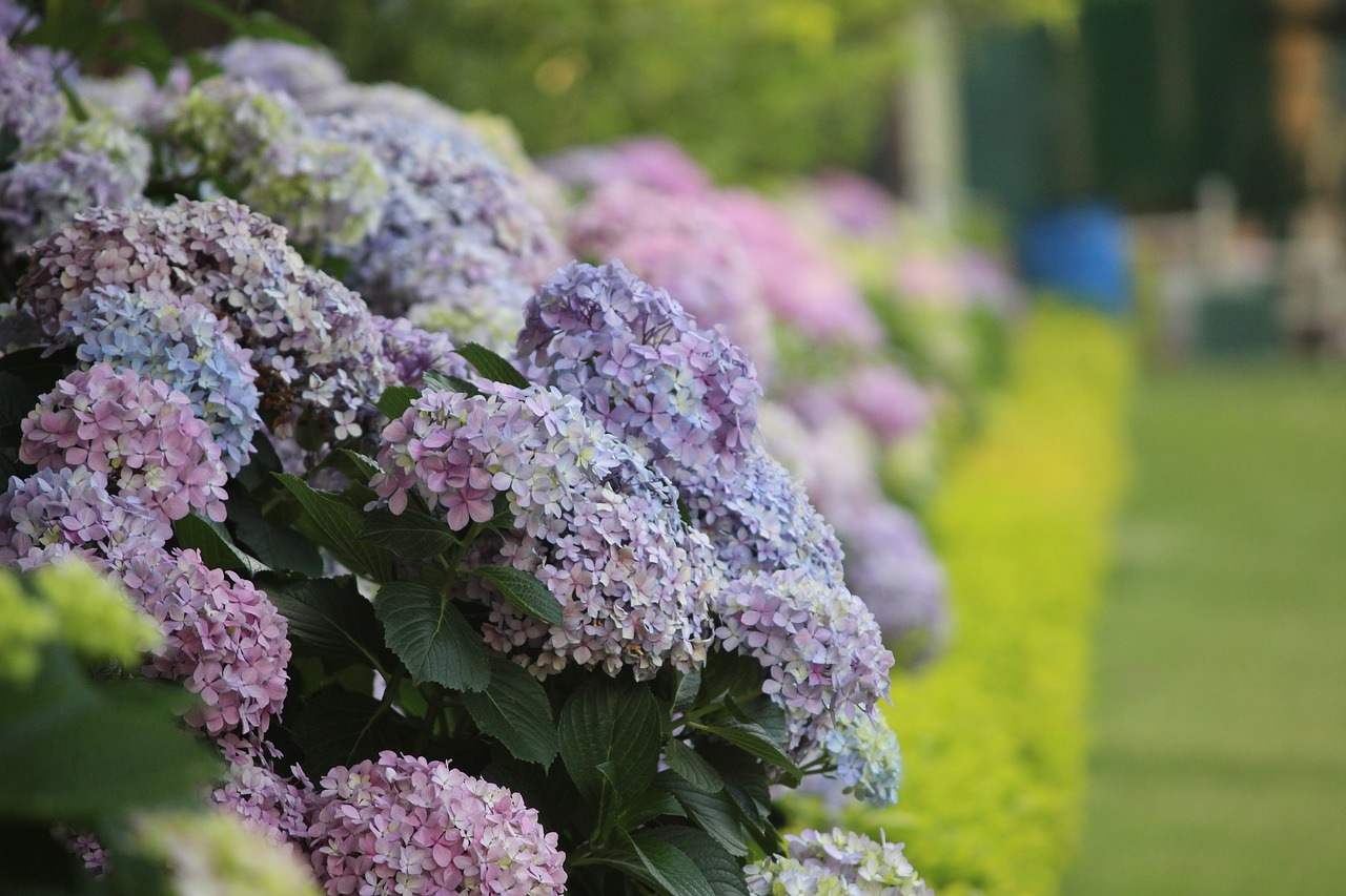 garden blossom spring free photo